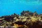 Mar dei Caraibi