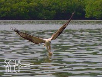 Visitare Langkawi dal mare