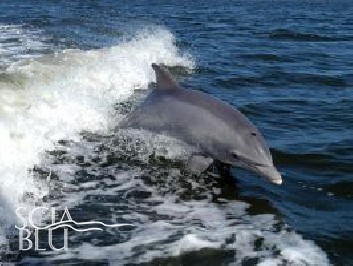 Il Santuario dei Cetacei del Tirreno