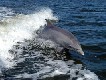 Il Santuario dei Cetacei del Tirreno