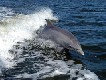 Il Santuario dei Cetacei del Tirreno