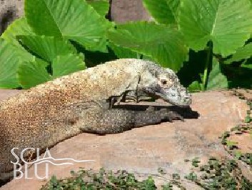 Il Parco Nazionale di Komodo