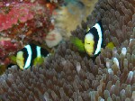 Crociera in catamarano alle Maldive